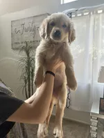 Golden Retriever Puppy, a male Golden Retriever for sale in Hemet, CA – 1 of 4
