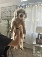 Golden Retriever Puppy, a male Golden Retriever for sale in Hemet, CA – 4 of 4