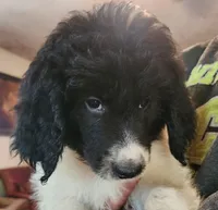 Matilda , a female Pyredoodle for sale in Pikeville, TN – 8 of 8