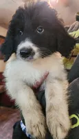 Matilda , a female Pyredoodle for sale in Pikeville, TN – 5 of 8