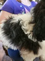Adira, a female Pyredoodle for sale in Pikeville, TN – 6 of 8