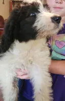 Adira, a female Pyredoodle for sale in Pikeville, TN – 2 of 8
