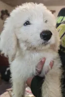Wyatt , a male Pyredoodle for sale in Pikeville, TN – 5 of 5