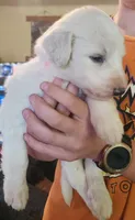 Valkyrie , a female Pyredoodle for sale in Pikeville, TN – Photo 3 of 7