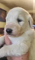 Valkyrie , a female Pyredoodle for sale in Pikeville, TN – Photo 7 of 7
