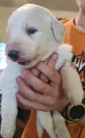 Valkyrie , a female Pyredoodle for sale in Pikeville, TN – Photo 4 of 7