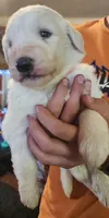 Valkyrie , a female Pyredoodle for sale in Pikeville, TN – Photo 6 of 7