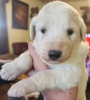 Valkyrie , a female Pyredoodle for sale in Pikeville, TN – Photo 2 of 7
