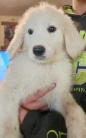 Valkyrie , a female Pyredoodle for sale in Pikeville, TN – 2 of 4