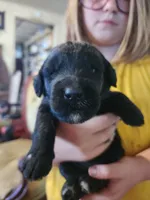 Sjy, a female Schnoodle for sale in Pikeville, TN – 6 of 6