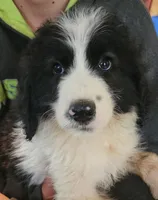 Liam, a male Pyredoodle for sale in Pikeville, TN – 2 of 8