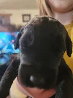 Sjy, a female Schnoodle for sale in Pikeville, TN – 4 of 6