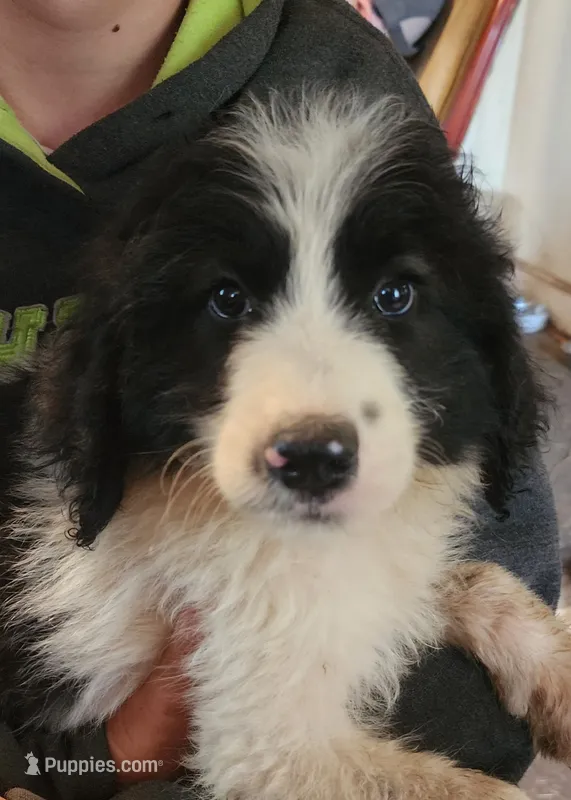 Liam – Pyredoodle puppy for sale in Pikeville, TN