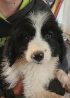 Liam, a male Pyredoodle for sale in Pikeville, TN – 1 of 8