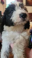 Adira, a female Pyredoodle for sale in Pikeville, TN – 5 of 8