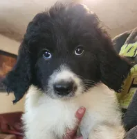 Matilda , a female Pyredoodle for sale in Pikeville, TN – 7 of 8