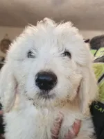 Wyatt , a male Pyredoodle for sale in Pikeville, TN – 4 of 5
