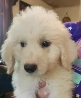 Koa, a male Pyredoodle for sale in Pikeville, TN – 2 of 5