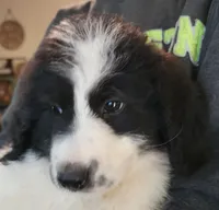 Athena , a female Pyredoodle for sale in Pikeville, TN – 4 of 7