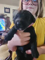 Sjy, a female Schnoodle for sale in Pikeville, TN – 5 of 6
