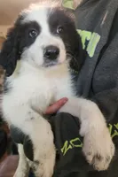 Mauve, a female Pyredoodle for sale in Pikeville, TN – 7 of 7