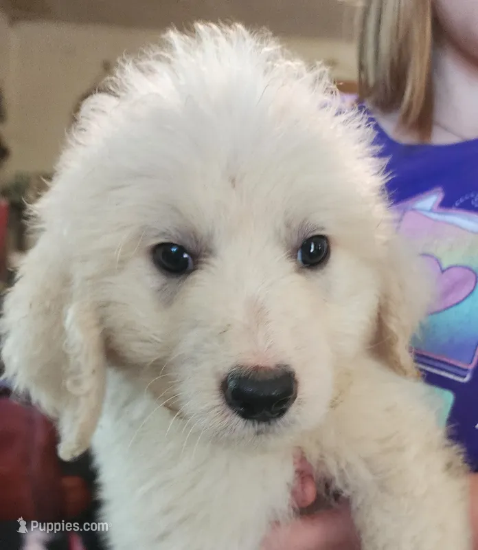 Koa – Pyredoodle puppy for sale in Pikeville, TN