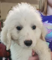 Koa, a male Pyredoodle for sale in Pikeville, TN – 1 of 5
