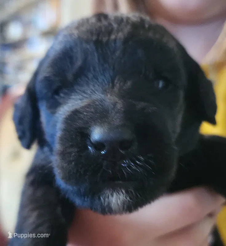 Sjy – Schnoodle puppy for sale in Pikeville, TN