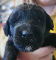 Sjy, a female Schnoodle for sale in Pikeville, TN – 1 of 6
