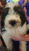 Adira, a female Pyredoodle for sale in Pikeville, TN – 7 of 8