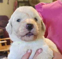 Koa, a male Pyredoodle for sale in Pikeville, TN – Photo 2 of 7