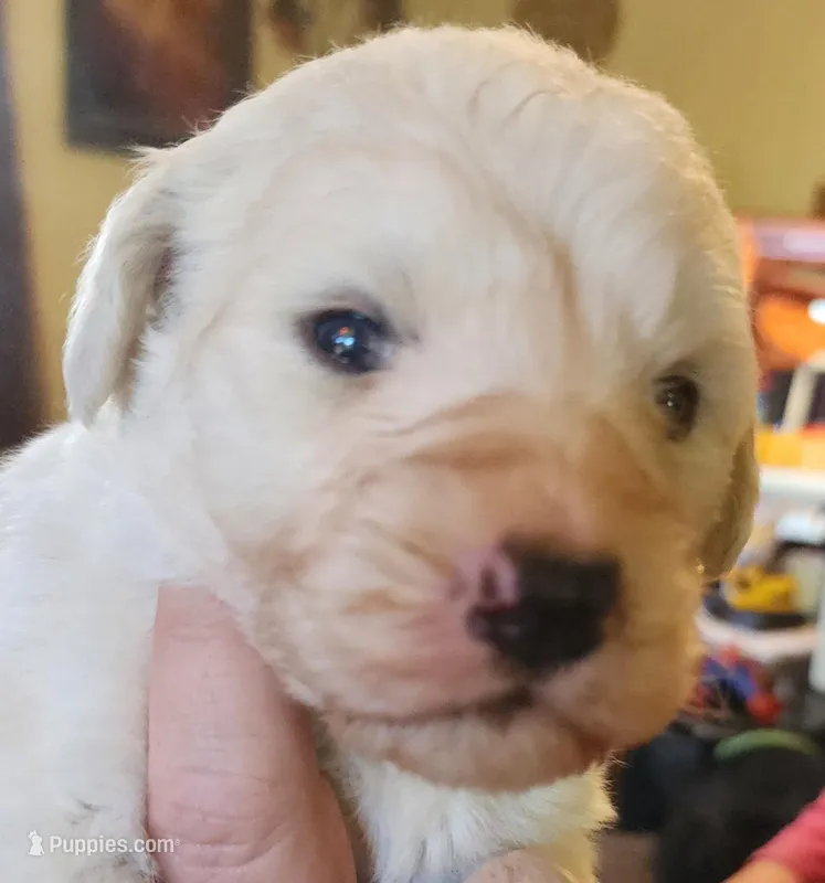 Koa, a male Pyredoodle for sale in Pikeville, TN – Photo 1 of 7