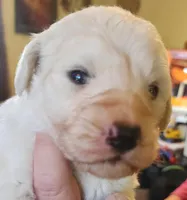 Koa, a male Pyredoodle for sale in Pikeville, TN – Photo 1 of 7