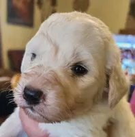 Koa, a male Pyredoodle for sale in Pikeville, TN – Photo 3 of 7