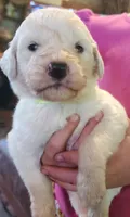 Koa, a male Pyredoodle for sale in Pikeville, TN – Photo 6 of 7
