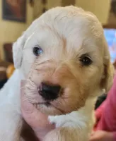 Koa, a male Pyredoodle for sale in Pikeville, TN – Photo 4 of 7