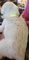 Koa, a male Pyredoodle for sale in Pikeville, TN – Photo 7 of 7