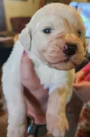 Koa, a male Pyredoodle for sale in Pikeville, TN – Photo 5 of 7