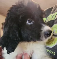 Matilda , a female Pyredoodle for sale in Pikeville, TN – 6 of 8