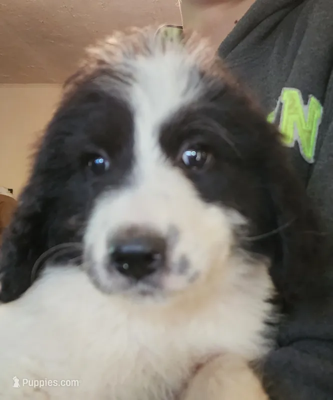 Athena  – Pyredoodle puppy for sale in Pikeville, TN