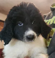 Matilda , a female Pyredoodle for sale in Pikeville, TN – 2 of 8