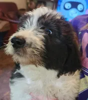 Adira, a female Pyredoodle for sale in Pikeville, TN – 1 of 8