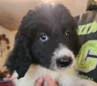 Matilda , a female Pyredoodle for sale in Pikeville, TN – 3 of 8