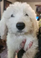 Wyatt , a male Pyredoodle for sale in Pikeville, TN – 3 of 5