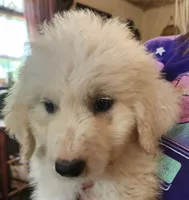 Koa, a male Pyredoodle for sale in Pikeville, TN – 4 of 5