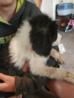Liam, a male Pyredoodle for sale in Pikeville, TN – 8 of 8