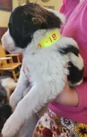 Liam, a male Pyredoodle for sale in Pikeville, TN – Photo 10 of 10