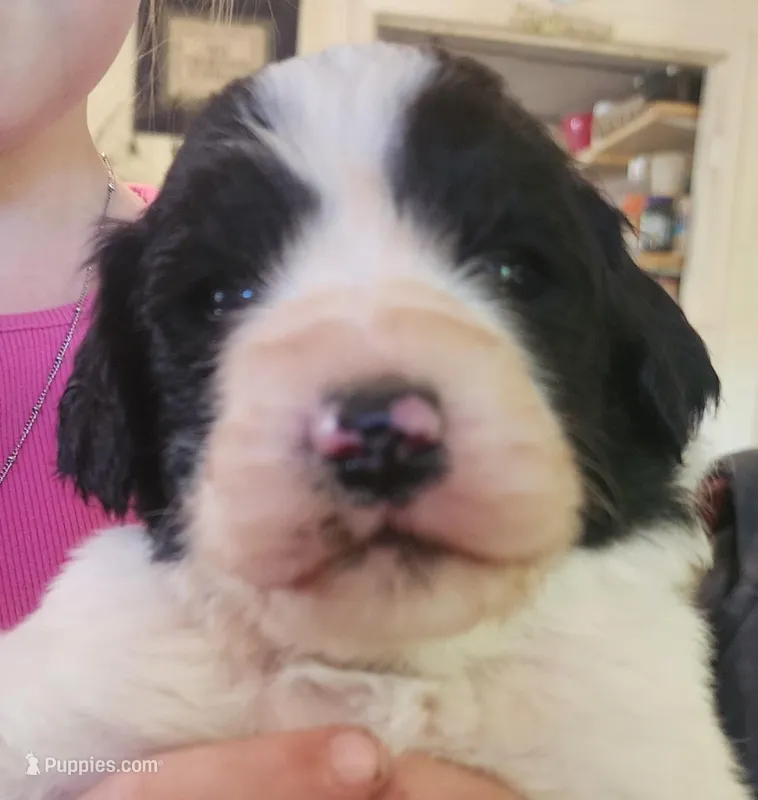 Liam, a male Pyredoodle for sale in Pikeville, TN – Photo 1 of 10