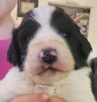 Liam, a male Pyredoodle for sale in Pikeville, TN – Photo 1 of 10