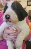 Liam, a male Pyredoodle for sale in Pikeville, TN – Photo 6 of 10
